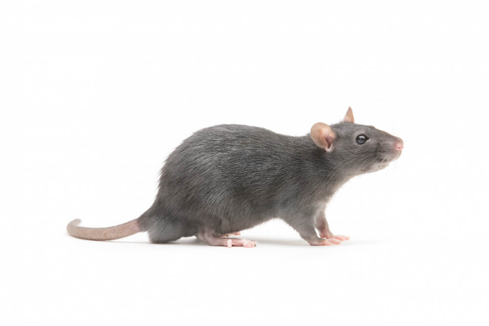 Jak skutecznie pozbyć się szczurów i myszy z budynku?